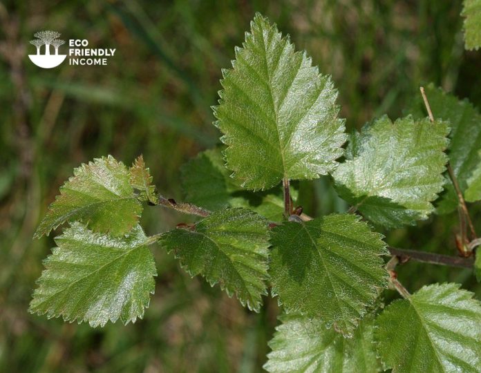 How to Identiy & Propagate Downy Birch (Betula pubescens) (2) (1)
