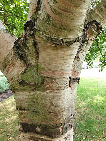 How to Identiy & Propagate Downy Birch (Betula pubescens) bark
