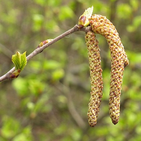 How to Identify & Propagate Downy Birch (Betula pubescens) catkins