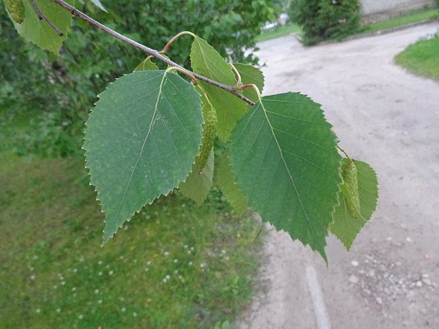 How to Identiy & Propagate Downy Birch (Betula pubescens)