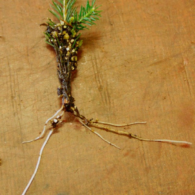 Spruce Cuttings