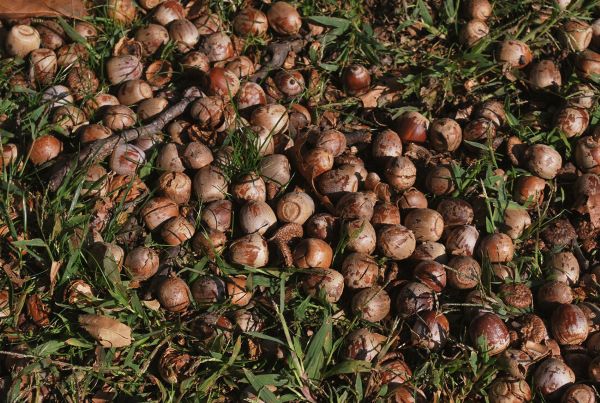 how to propagate red oak quercus rubra - acorns