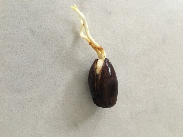 red oak germinated seed