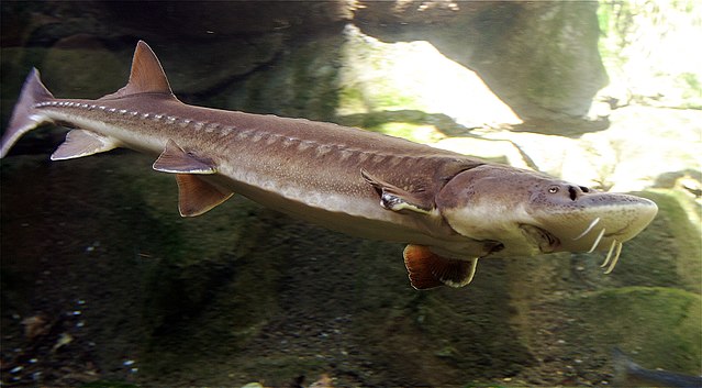 Boreal Forest Fish - Lake Sturgeon