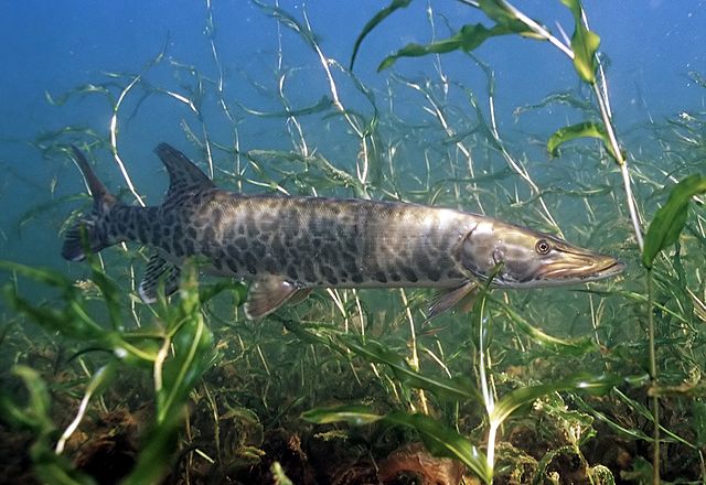 Boreal Forest Fish - Muskellunge