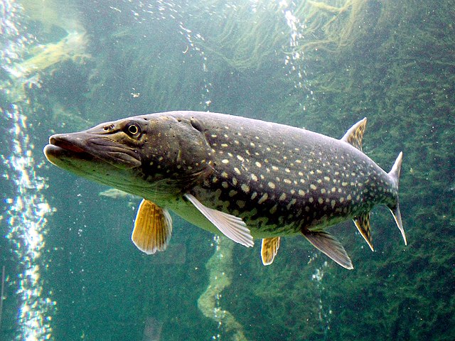 Boreal Forest Fish - Northern Pike