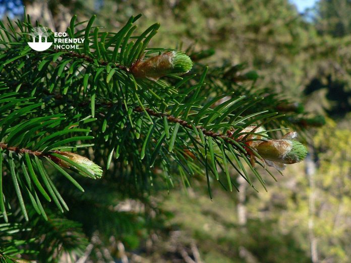 How-to-Identify-Propagate-Douglas-Fir-Pseudotsuga-menziesii (1) How-to-Identify-Propagate-Douglas-Fir-Pseudotsuga-menziesii (1)