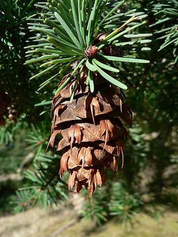 How-to-Identify-Propagate-Douglas-Fir-Pseudotsuga-menziesii-cone