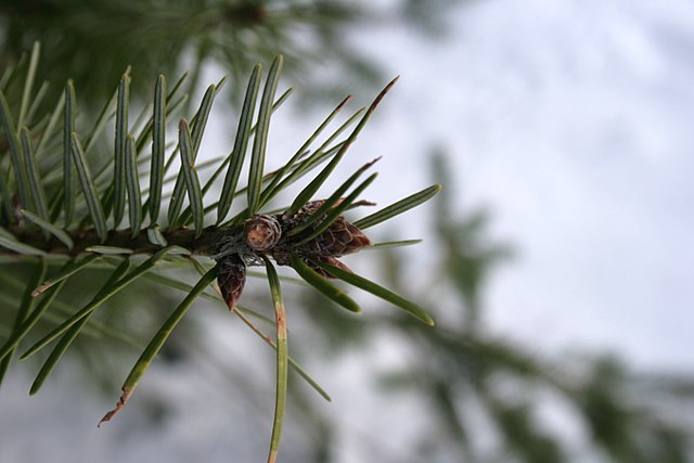 How-to-Identify-Propagate-Douglas-Fir-Pseudotsuga-menziesii-needle