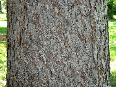 How to Identify & Propagate European Larch (Larix decidua) Bark