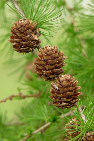 How to Identify & Propagate European Larch (Larix decidua) Cones