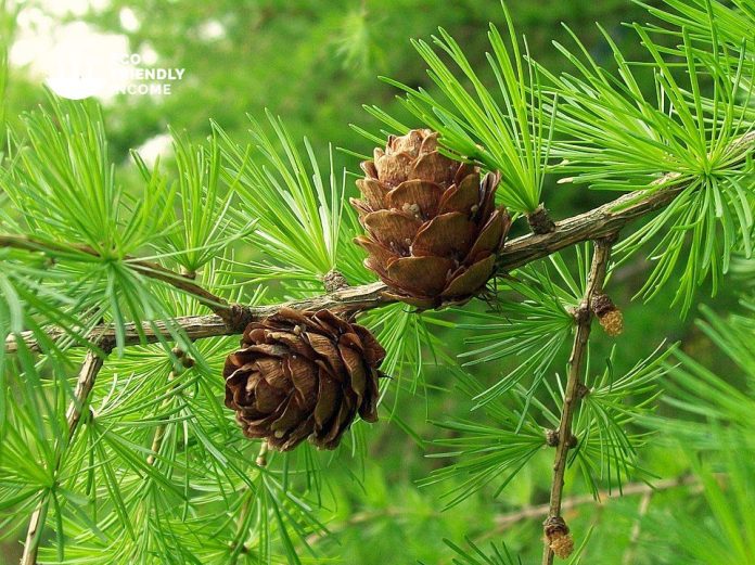 How to Identify & Propagate European Larch (Larix decidua)-min (1)