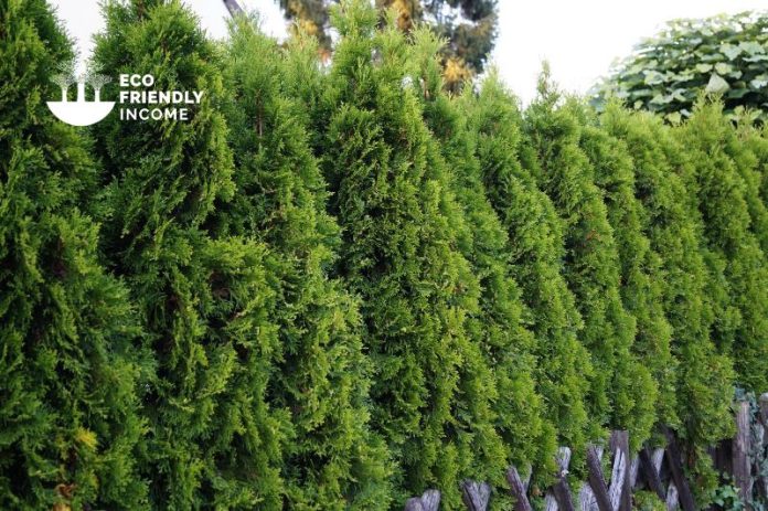 How to Identify & Propagate Northern White Cedar (Thuja occidentalis) (1) How to Identify & Propagate Northern White Cedar (Thuja occidentalis) (1)