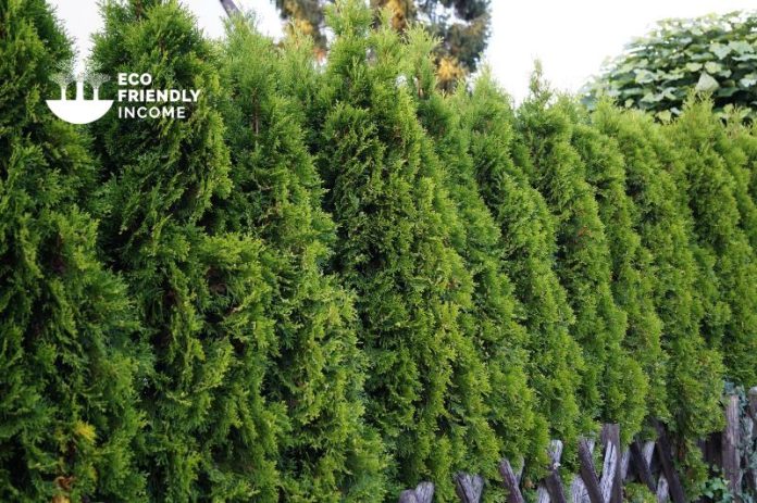 How to Identify & Propagate Northern White Cedar (Thuja occidentalis) (1)