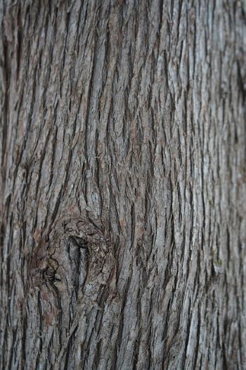 How-to-Identify-Propagate-Northern-White-Cedar-Thuja-occidentalis-Bark