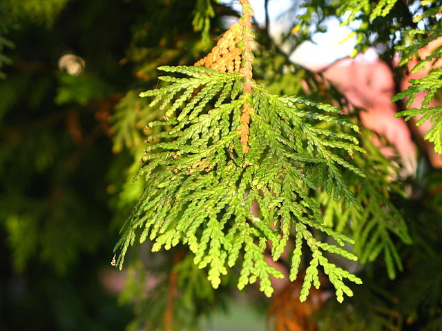 How-to-Identify-Propagate-Northern-White-Cedar-Thuja-occidentalis-Leaves