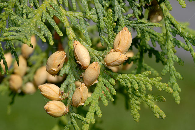 How-to-Identify-Propagate-Northern-White-Cedar-Thuja-occidentalis-cones