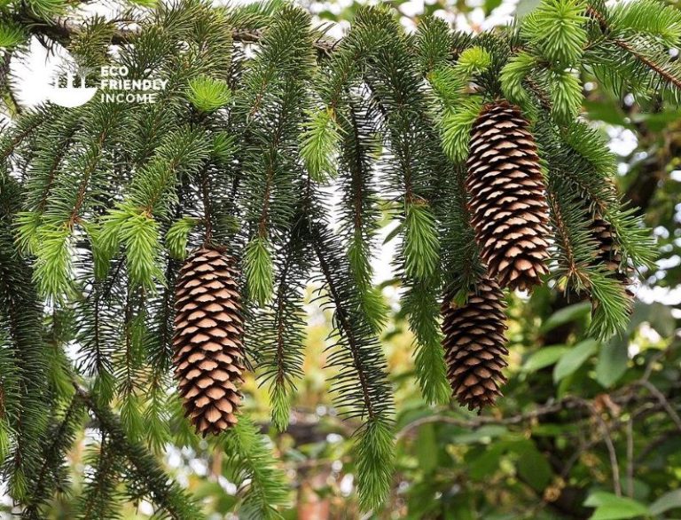 How to Identify & Propagate Norway Spruce (Picea abies)