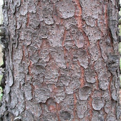 How to Identify & Propagate Norway Spruce (Picea abies) Bark