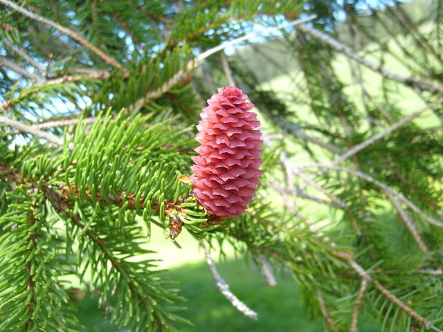 How to Identify & Propagate Norway Spruce (Picea abies) Female Cone