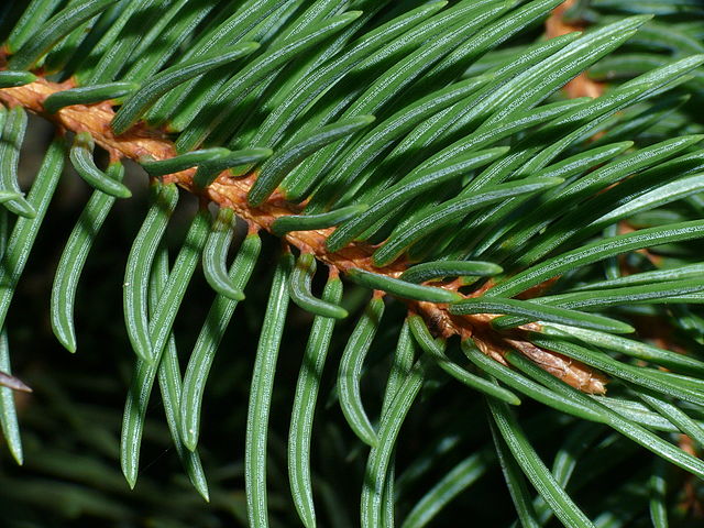 How to Identify & Propagate Norway Spruce (Picea abies) Needles