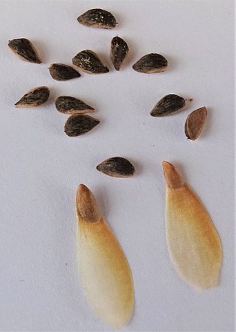 How to Identify & Propagate Norway Spruce (Picea abies) Seed