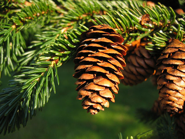 How-to-Identify-Propagate-Red-Spruce-Picea-rubens-cones