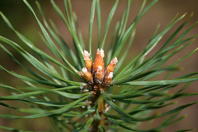 How-to-Identify-Propagate-Scotch-Pine-_Pinus-sylvestris needles