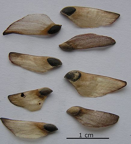 How-to-Identify-Propagate-Scotch-Pine-_Pinus-sylvestris seed