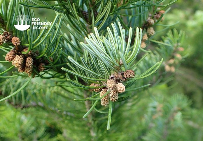 How to Identify & Propagate Siberian Fir (Abies sibirica) How to Identify & Propagate Siberian Fir (Abies sibirica)