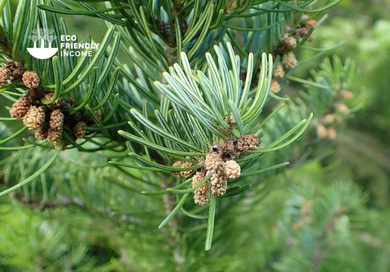 How to Identify & Propagate Siberian Fir (Abies sibirica)