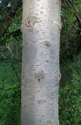 How to Identify & Propagate Siberian Fir (Abies sibirica) Bark