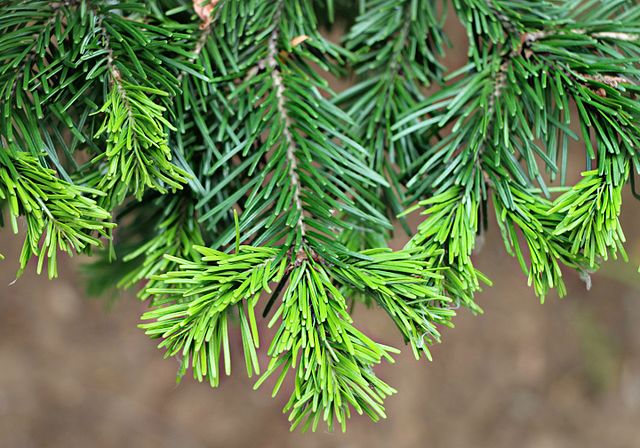 How to Identify & Propagate Siberian Fir (Abies sibirica) Needles