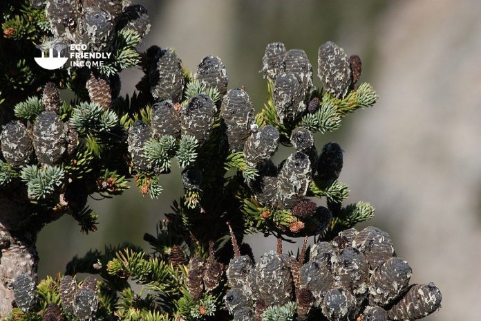 How to Identify & Propagate Subalpine Fir (Abies lasiocarpa) How to Identify & Propagate Subalpine Fir (Abies lasiocarpa)