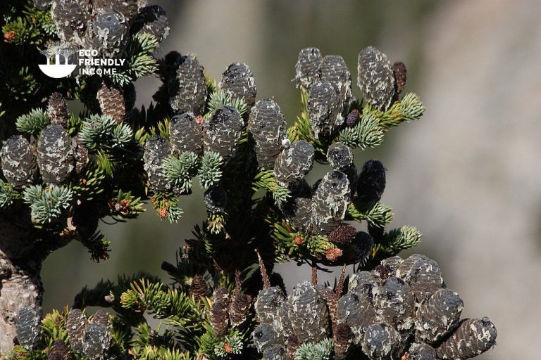 How to Identify & Propagate Subalpine Fir (Abies lasiocarpa)