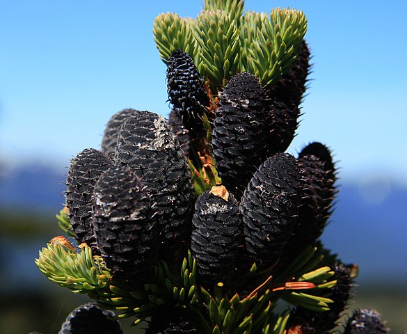 How to Identify & Propagate Subalpine Fir (Abies lasiocarpa) Cones