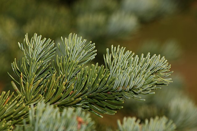 How to Identify & Propagate Subalpine Fir (Abies lasiocarpa)Needles