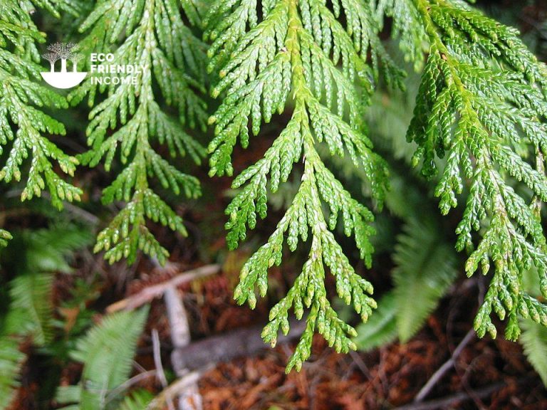 How to Identify & Propagate Western Red Cedar (Thuja plicata)