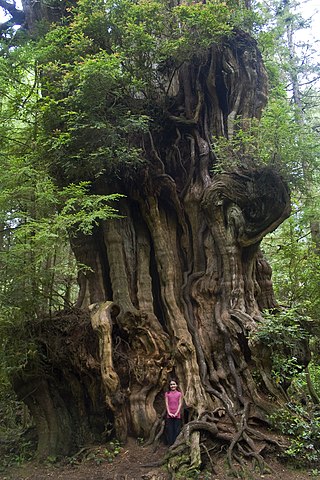 How to Identify & Propagate Western Red Cedar (Thuja plicata) Bark