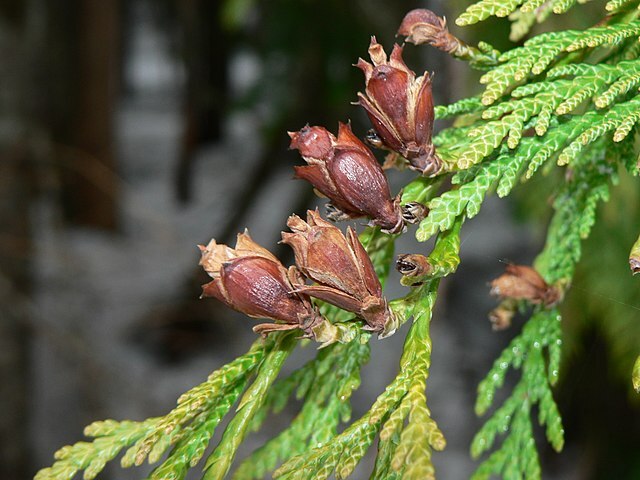 How to Identify & Propagate Western Red Cedar (Thuja plicata) Cones