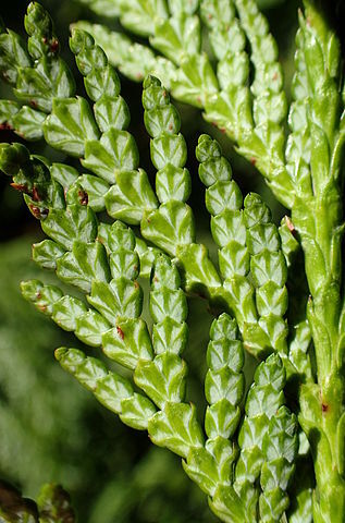 How to Identify & Propagate Western Red Cedar (Thuja plicata) Leaves