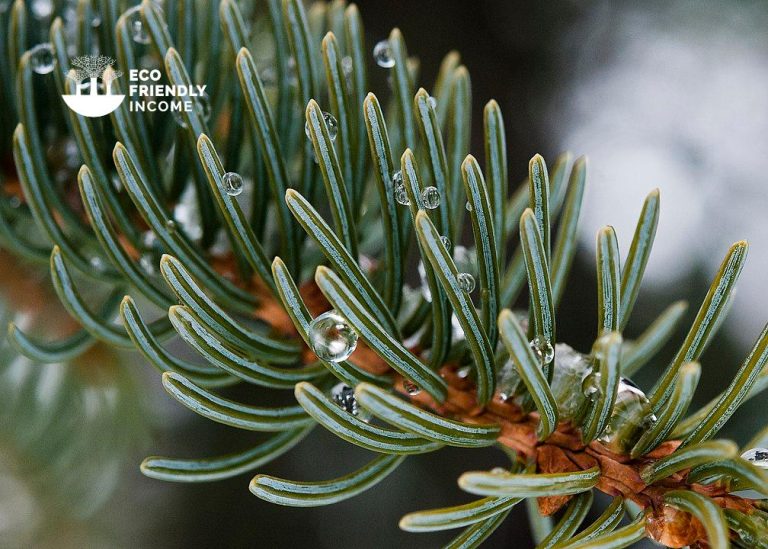 How to Identify & Propagate White Spruce (Picea glauca)