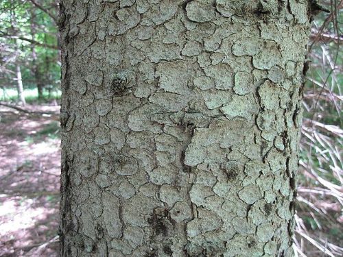 How-to-Identify-Propagate-White-Spruce-Picea-glauca-bark