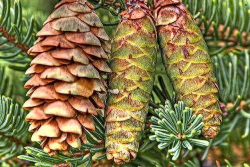 How-to-Identify-Propagate-White-Spruce-Picea-glauca-cone