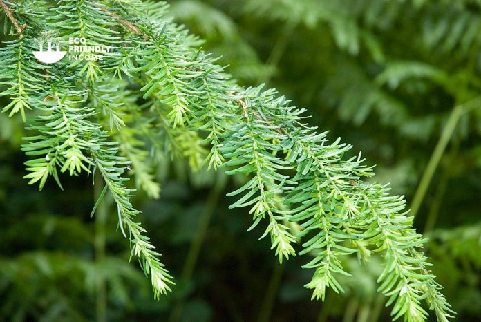 How to identify and propagate Western Hemlock (Tsuga heterophylla)