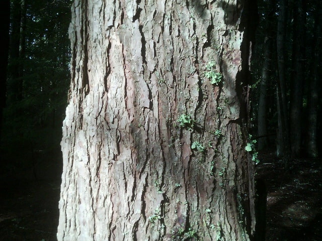 How to identify and propagate Western Hemlock (Tsuga heterophylla) Bark