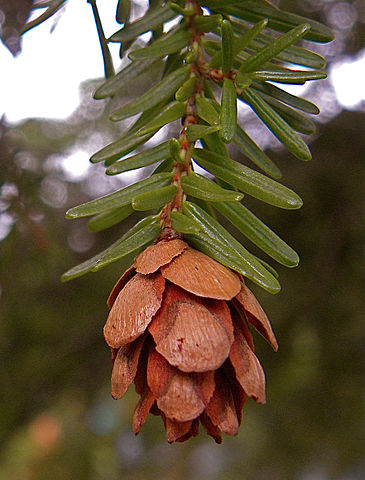 How to identify and propagate Western Hemlock (Tsuga heterophylla) Cones (2)