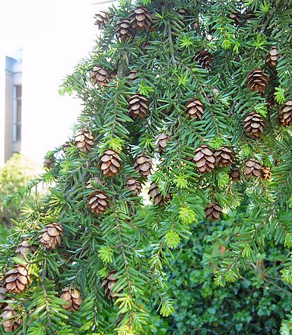 How to identify and propagate Western Hemlock (Tsuga heterophylla) Cones