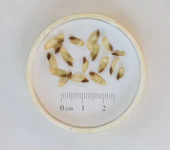 How to identify and propagate Western Hemlock (Tsuga heterophylla) Seed