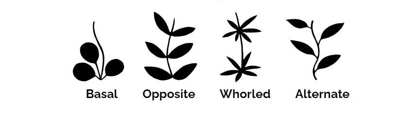 Leaf Arrangement 1 Leaf Arrangement 1